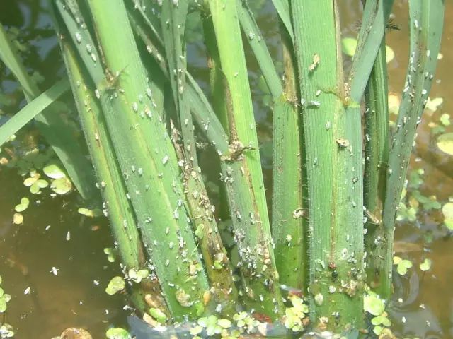 水稻飛防作業(yè)植保方案及用藥推薦插圖4 水稻飛防作業(yè)植保方案及用藥推薦