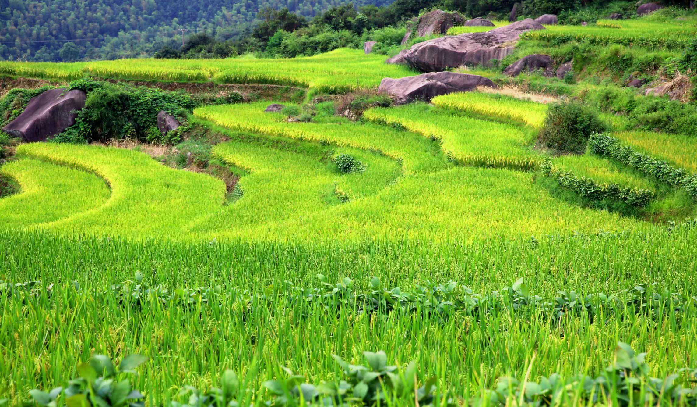 農(nóng)用植保無人機打藥行業(yè)前景如何插圖 農(nóng)用植保無人機打藥行業(yè)前景如何