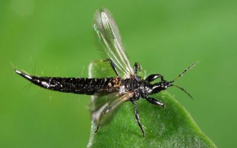 植保飛防：5月各類薊馬大爆發(fā)，該如何防治？