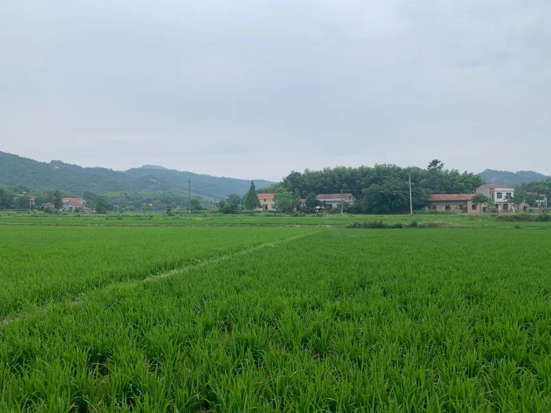 植保無(wú)人機(jī)催進(jìn)農(nóng)業(yè)綠色發(fā)展插圖1 新型無(wú)人植保機(jī)推動(dòng)了現(xiàn)代農(nóng)業(yè)的發(fā)展。